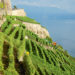 Testuz Vins suisse Lavaux